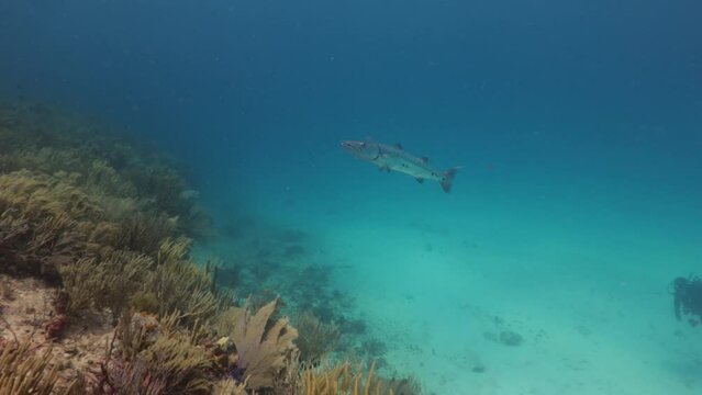 Barracuda sphyraena barracuda nadando en el arrecife con buzos al fondo