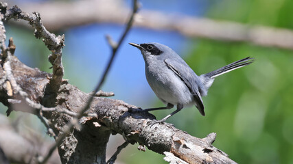 Masked gnatcatcher perched on a branch