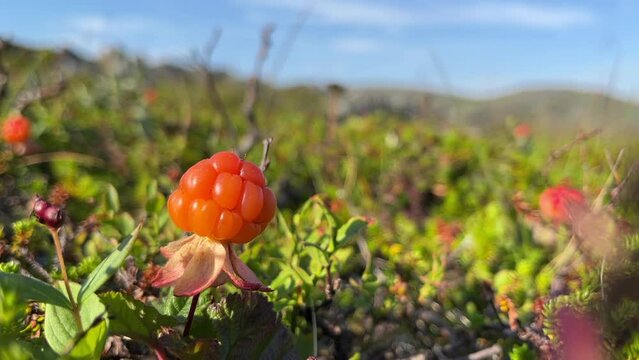 The soft and juicy ripe fruit of a cloudberry