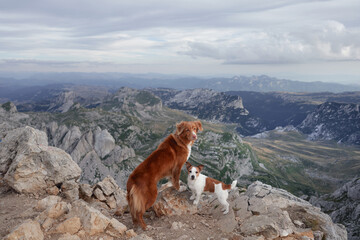 A Nova Scotia Duck Tolling Retriever and a Jack Russell Terrier dogs stand on a mountain peak,...