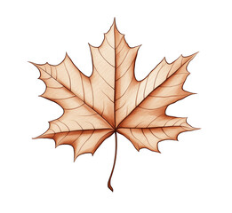 Naklejka premium A simple line drawing or sketch of a maple leaf, symbolizing the beauty of autumn foliage. 