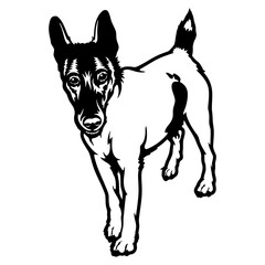 Funny Smooth-Haired Fox Terrier - Dog Breed, Funny dog Vector File, detailed vector