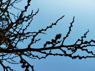 tree branches against sky