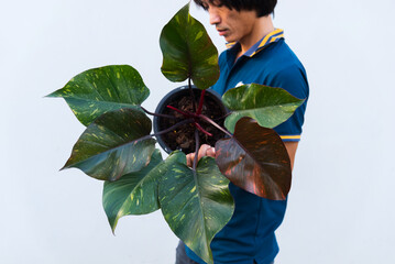 Closeup to big size of philodendron Orange princess in the pot  © rukawajung