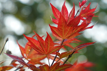 red maple leaf