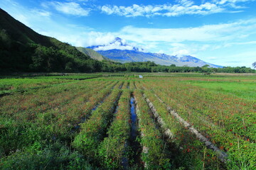 Chili garden in Sembalun Bumbung, East Lombok


