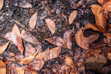Dry leaves on the ground