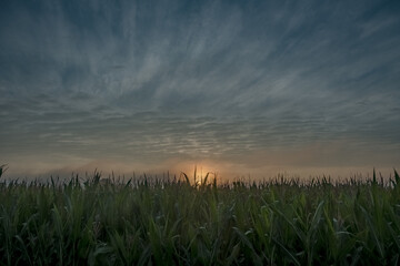 This evocative photograph captures the quiet majesty of sunset over a lush cornfield. The sun, on...