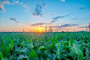A breathtaking image showcasing a sunset over a vibrant vegetable field, possibly of young lettuce...