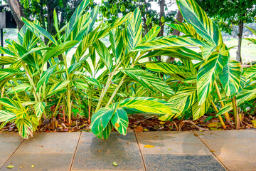 Obraz premium Green tropical leaf on the walkway