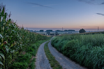 Fototapeta na wymiar A serene early morning scene captured on a country path. The sky, painted with the soft hues of dawn, transitions from a gentle blue to a warm pink at the horizon. To the left, rows of cornstalks