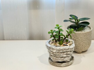 beautiful botanical shot, natural wallpaper