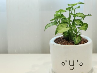 AIbo  virens, plant in a pot