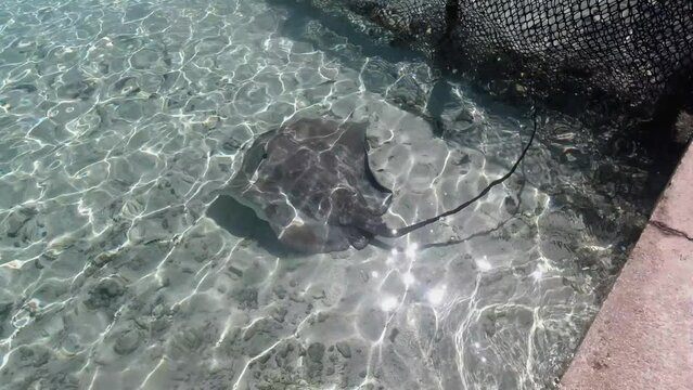 Stingray swims in shallow ocean enclosure near shore, clear water