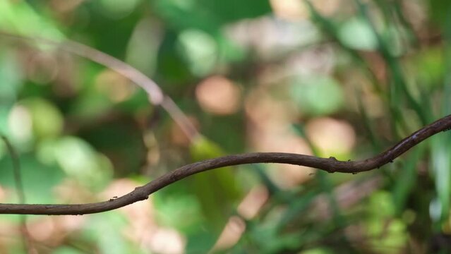 Perched on a vine then flies down to the birdbath to freshen up, Verditer Flycatcher Eumyias thalassinus, Thailand
