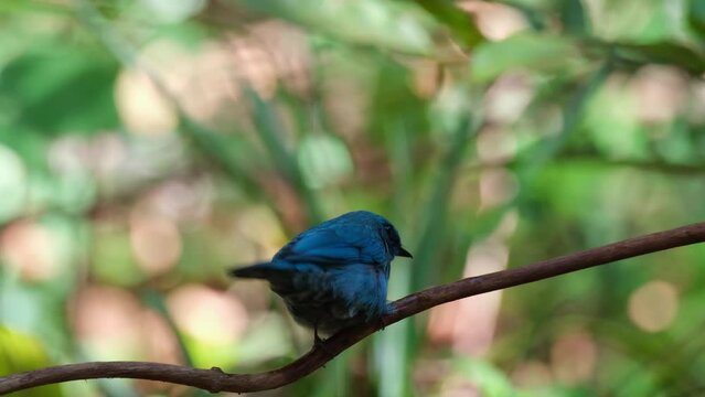 Seen from its back wagging its tail while bathing under a dripping water while wiping its beak on its perch, Verditer Flycatcher Eumyias thalassinus, Thailand