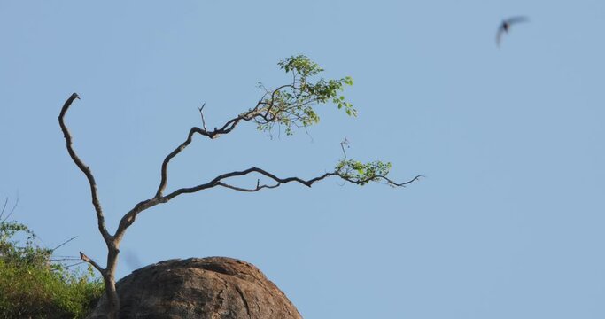 Seen going down from the rock after playing on the tree, Crab-eating Macaque Macaca fascicularis, Thailand