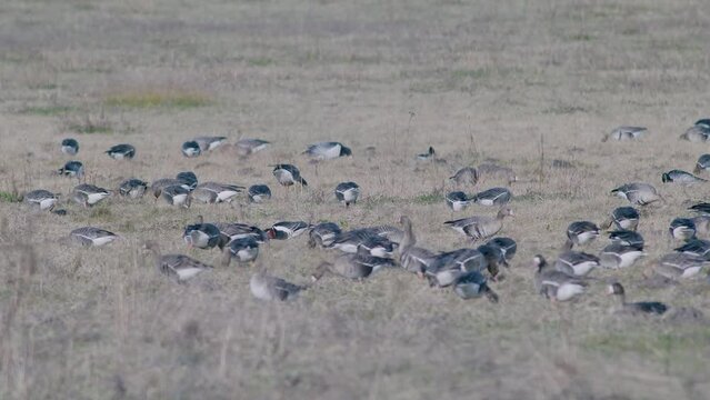 A rare red-breasted goose between white-fronted geese flock in dry grass meadow