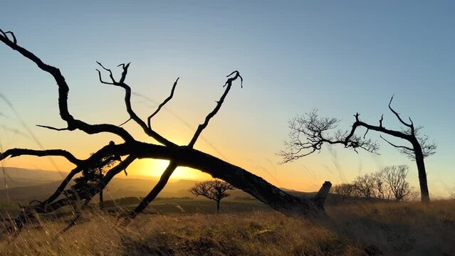 Fallen dead tree blocks sun. Golden sunset hill top. Slow low angle Pan shot. Twilight sky clear blue. 4k 30fps Cinematic. Winter change season leafless yellow grass ground view gentle breeze