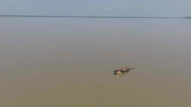 Dead seacow at Tefe Lake - River Negro, Amazon during the extreme drought where water temperature reached 41 degrees C and many animals died