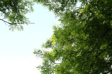 Fototapeta premium Trees