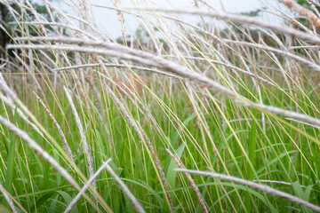 Green grass on the field