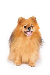 Pomeranian spitz isolated on white 