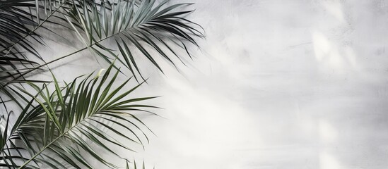 Obraz premium White gray grunge cement texture wall leaf plant shadow