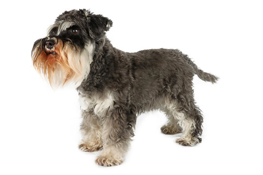 standing miniature schnauzer black and silver on white background 