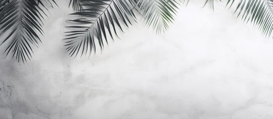 White gray grunge cement texture wall leaf plant shadow