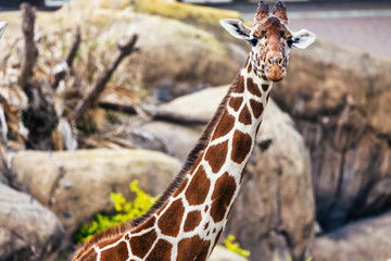 Reticulated giraffe, close-up, animal welfare concept