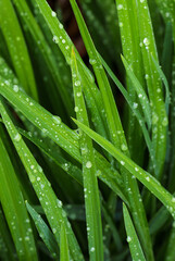 Naklejka premium Daylilies leaves with drop of dew in morning. Green leaves hemerocallis, selective focus.