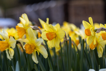 Fototapeta premium Beautiful narcissus flowers bloom in the spring garden.