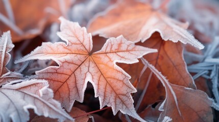 Beautiful frozen autumn maple leaves