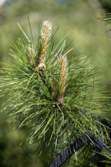 Green leaves of woody plants in nature.