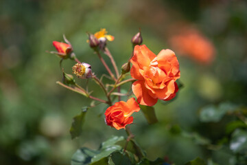 Rose flower close up in nature.