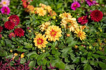 Rudbeckia yellow flowers in nature all over the background.