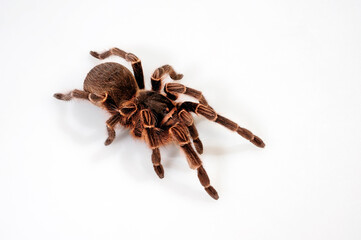 Argentinische Vogelspinne // Argentinian Tarantula (Acanthoscurria cordubensis)