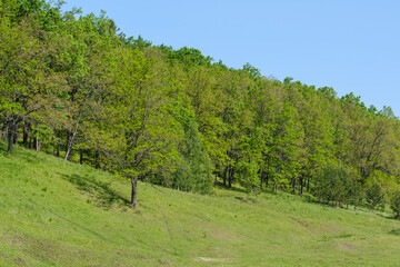 oak grove and green grass on the hill
