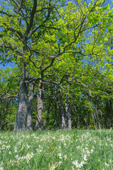 spring flowers in the grass in an oak grove