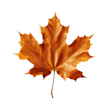 Generative AI image of autumn maple leaf transparent background