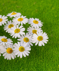 white chamomiles on green grass background