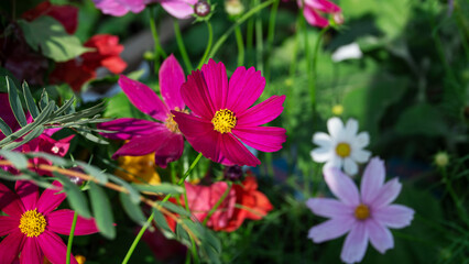 pink flowers in the garden