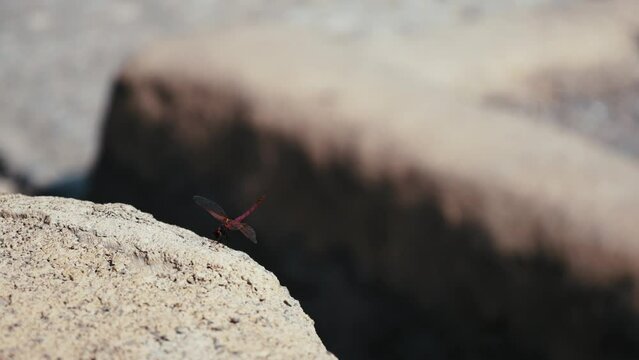 Graceful dragonfly in flight, showcasing nature's elegance. Delicate beauty, aerial acrobatics and vibrant colors. Ideal for wildlife, nature, and serene visuals.
