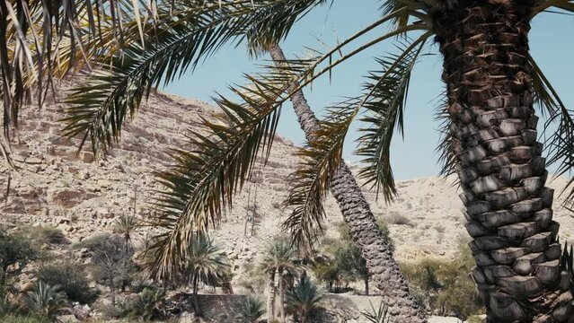 Wadi Bani Khalid, Oman: Spectacular desert oasis with emerald pools and beautiful palm trees. Natural wonder, serene landscapes and adventurous allure. Ideal for travel, nature, and adventure imagery. 