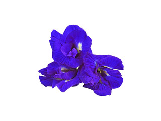 Butterfly Pea transparent png