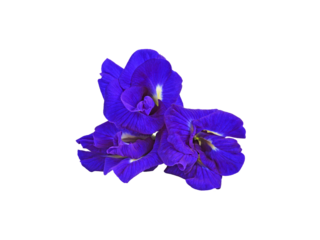 Butterfly Pea transparent png