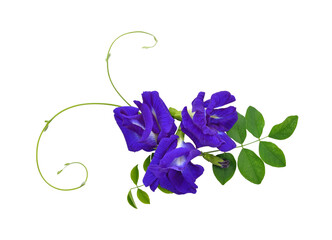 Butterfly Pea transparent png