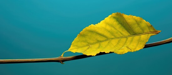 Obraz premium Against a stunning blue background of the sky, a single leaf fluttered gracefully, its vibrant green color contrasting with the yellow hues of fall. The leaf, once part of a fruitful plant, had now