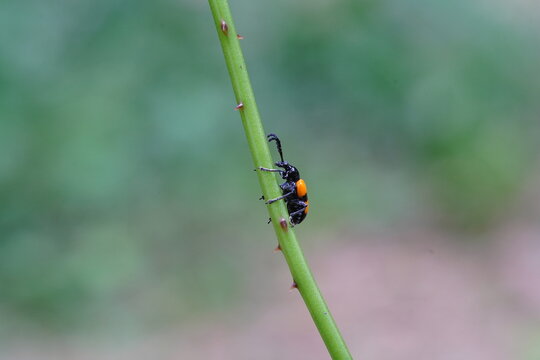 Lilioceris cheni on a white background.
